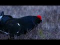Black Grouse Lek
