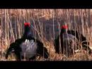 Black Grouse Lek