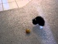 狂ったようにパンチを繰り出す子猫