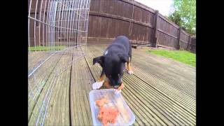 Puppyhood and enrichment