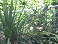 Jul 24 2008 - VID00001