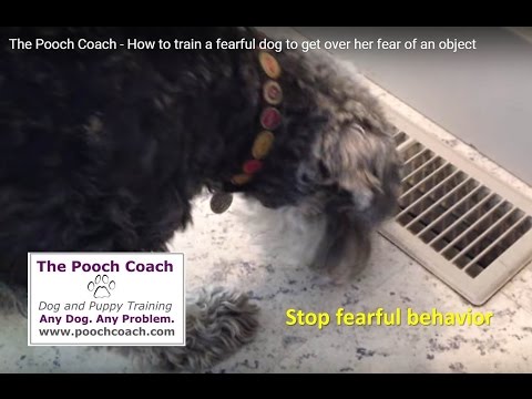 how to train fearful dog