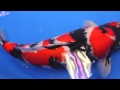 All Japan Koi Show 2012 ( Part 1)