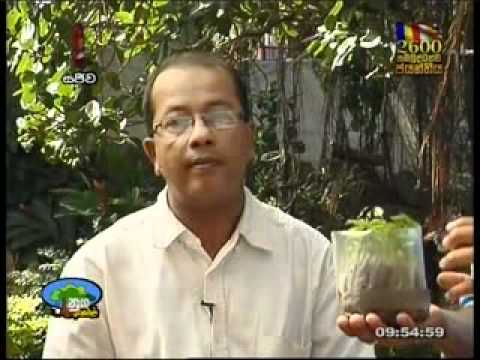 how to fertilize anthurium
