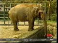 Pak Bahadur, imprisoned lifetime lonely old elephant.