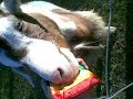 friendly goats