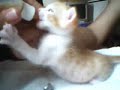Mirro esfomeado mamando na mamadeirinha.