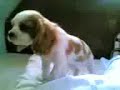 Kenneth is bang voor speelgoedhondje Kenneth is bang voor speelgoedhondje