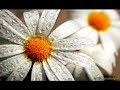 Afwah- Amrinder Gill