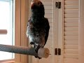 Hello Helllllllloooooooo Talking African Grey