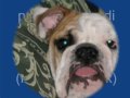 Tobia-Un Bulldog per amico