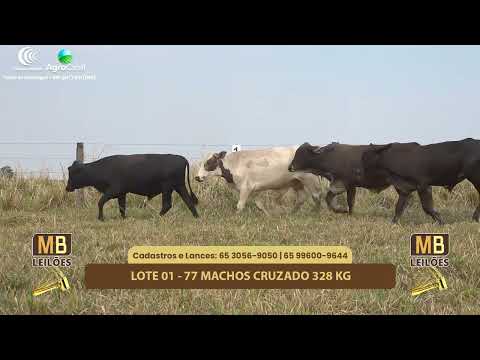 522 LEILO VIRTUAL MB LEILES