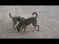 Goats and Dogs of Baringo Goats and Dogs of Baringo