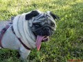 il mio carlino Bombolo il mio carlino Bombolo