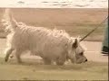 Can Your Pets Give You MRSA? Can Your Pets Give You MRSA?