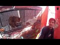 Pets Market/ Animals Market/ Birds Market/ Empress Market Birds and Pets Market Karachi Big Market