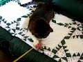 Squiggy - Our 19 year old cat still has spunk