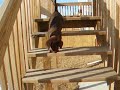 Dutch does stairs