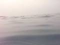 videos de Swimming with the dolphins in Kona