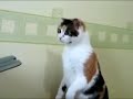 **funny Cat Fixed Computer.mp4**