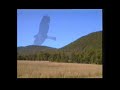 Birding in Queensland, Australia Part 2