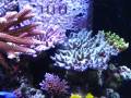 Aquamart 215 Acro Reef