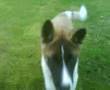 Akita Inu video