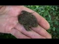 Britain in Cold Blood - The Amphibians