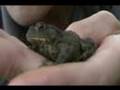 Britain in Cold Blood - The Amphibians