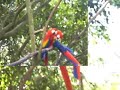 Bird World Kuranda Bird Sanctuary-Australia