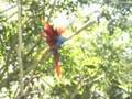 Bird World Kuranda Bird Sanctuary-Australia