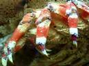 Scyllarides nodifer - Up close