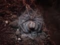 lasiodora parahybana post-moult yoga lasiodora parahybana post-moult yoga