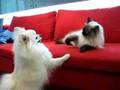 2007 White Pomeranian Dog VS Himalayan Cat