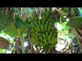 A bunch of bananas