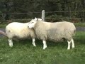 Undressed Lairg-type rams!