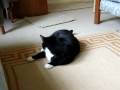 Daft Cat & Tail