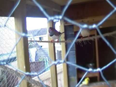 how to cure zebra finches