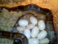 Eggs-2007