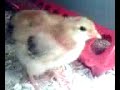 Video from My Phone (0405081211a.3g2)