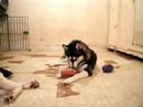 jetaim & giornata playing