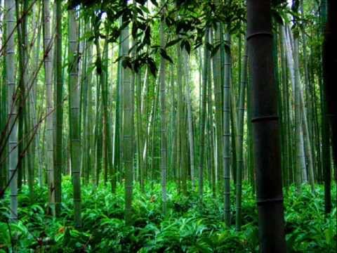 flute - Caminho dos Anjos - Flauta de Bambu Chinesa ( Xiao ) Trail of the Angels - Bamboo Flute Chinese Music ( Xiao )