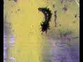 spider attacks catipillar