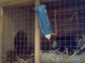 Pregnant Guinea pig