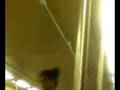 Pidgeon Guys on Marta 2