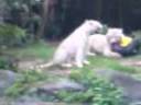Harimau mkn Tarzan