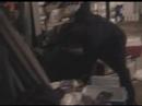 Silentwulf fan video Silentwulf fan video