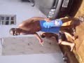 Kechada,  Trilogia do Velho Berreiro