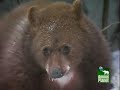 Cougar versus Bear
