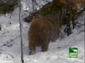 Cougar-versus-Bear